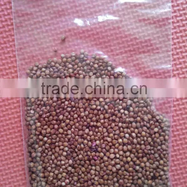 High Grade Sorghum Sudan Grass Seeds Sorghum Hybrid Sudan Grass Seeds For Cultivartion photo-5