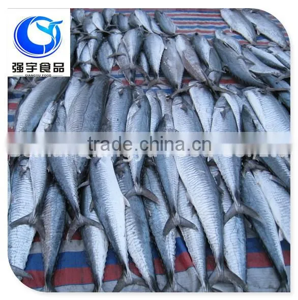 Frozen Mackerel Scomber Scombrus, Spanish Mackerel
