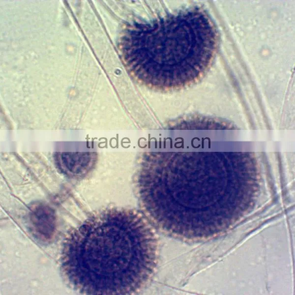 Histology Microscope Prepared Teaching Slides for Microscopes photo-2