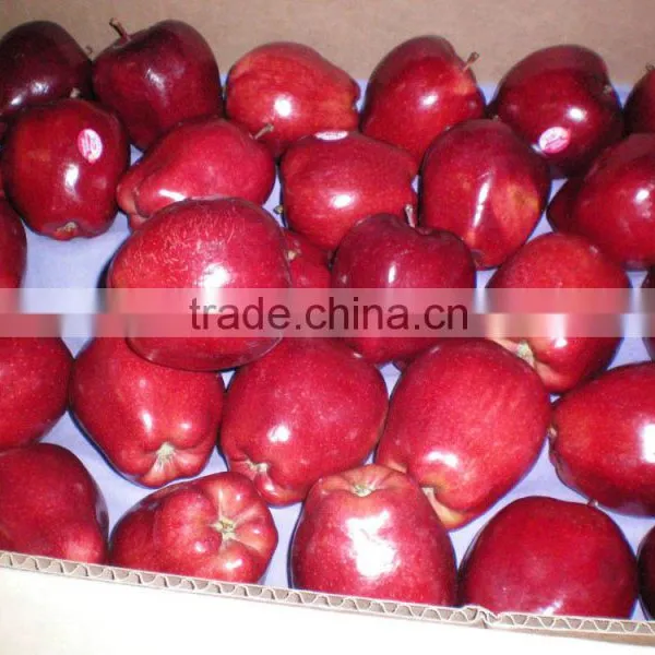 Red Delicious Apple photo-2