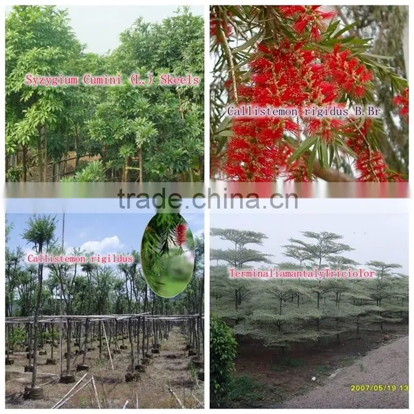 Outdoor Green Decorative Ornamental Foliage Landscaping Green Arbor Plants Trees photo-4