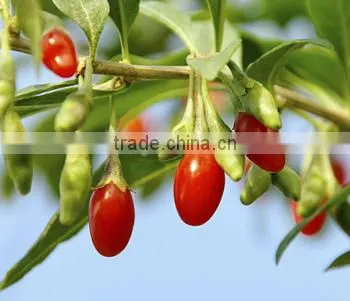 Goji Berry photo-3