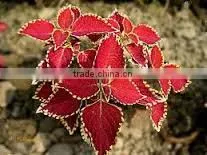 Coleus Forskohlii (Makandi) Extract