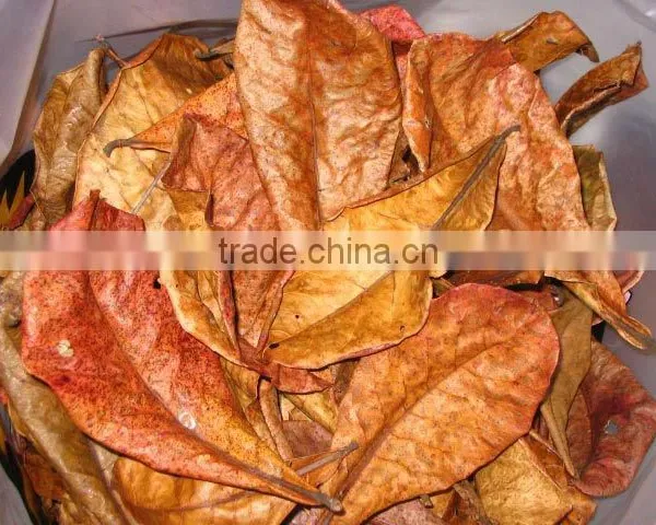Dried Terminalia Catappa Leaves