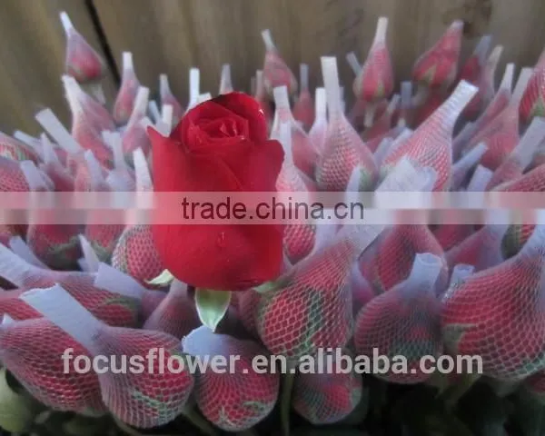 on Line Shopping Fresh From Kenya Rose Flower Anthurium for Banquets photo-2