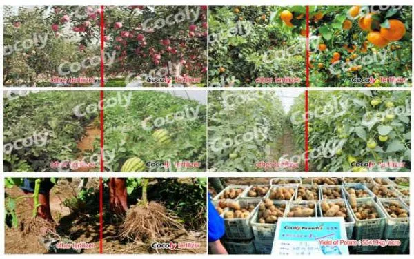 Cocoly NPK + TE Fertilizer With 100% Water Soluble photo-4
