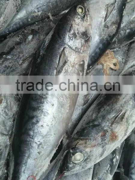 High Quality Seafood Frozen Fish Pacific Bonito Size 500 photo-4