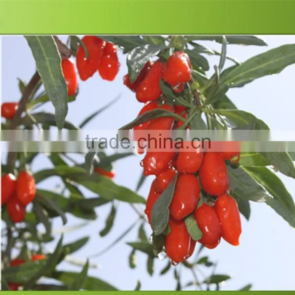 Ningxia Bulk Goji Berries Wholesaler photo-2
