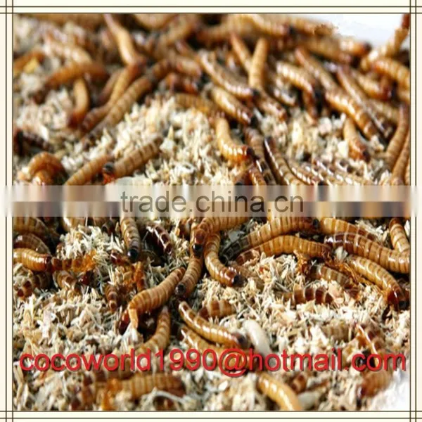 Dried Mealworms Good for Birds/dried Mealworms Good for Birds/dried Mealworms photo-5