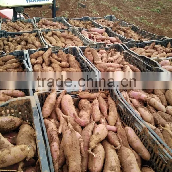 Sweet Japanese Potato photo-6
