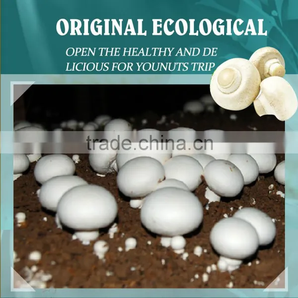 Frozen Agaricus Bisporus IQF Agaricus Bisporus photo-6