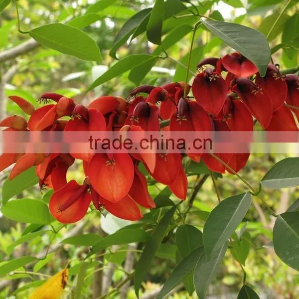Erythrina Crista-galliLinn. photo-5