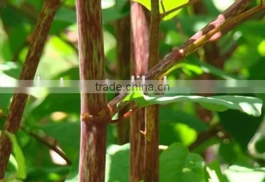 Natural Sex Products 98% Yohimbine HCL photo-2