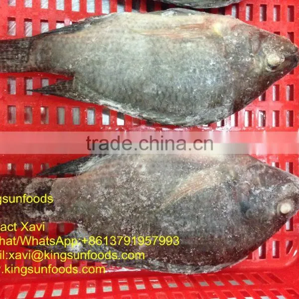 Whole Sale Frozen Farmed Raised W/R Tilapia Fish photo-3