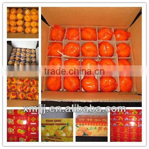 Honey Baby Orange on Sale photo-4