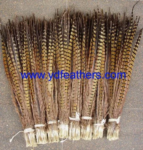 High Quality Ringneck Tail Feather photo-4