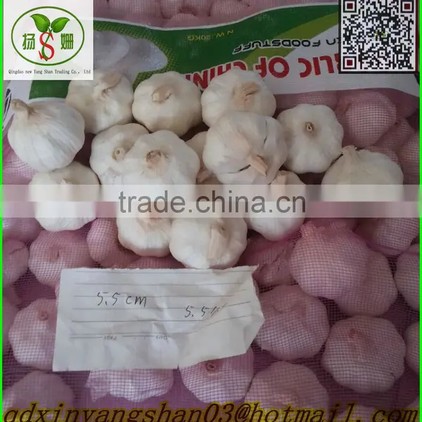 Fresh Pure White Garlic Price in China photo-3