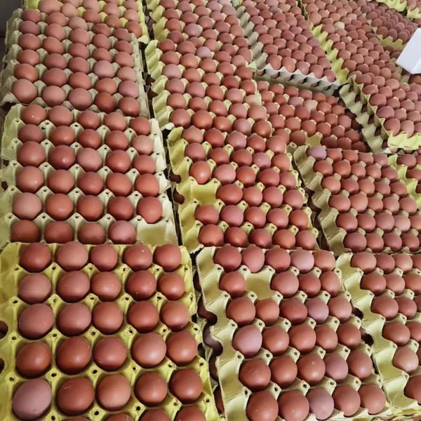 Fresh Eggs- Brown