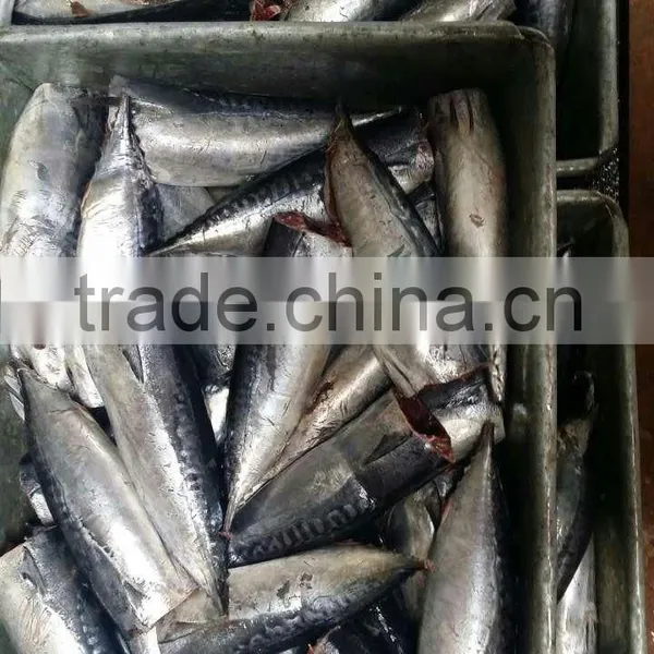Processing Frozen HGT Bonito Fish photo-2