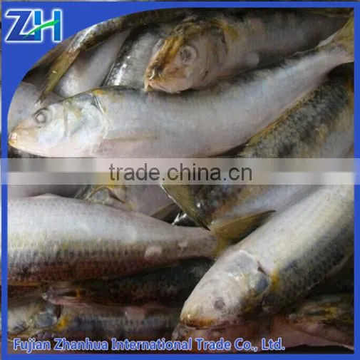 All Types of Price Sea Frozen Fish Seafood With Bqf Freezing Process Sardine