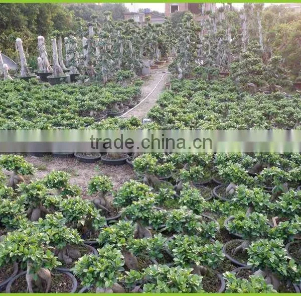 S Shaped Ficus Ginseng Microcarpa Bonsai Tree Banyan Ficus Indoor Ornamental Decorative Plants Nursery photo-3