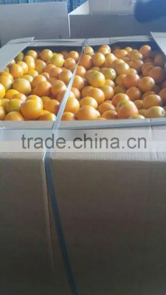 Fresh Orange All the Year photo-2