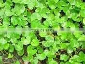 Cetella Asiastica Leaves