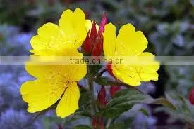 Evening Primrose Oil