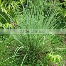 Citronella Oil