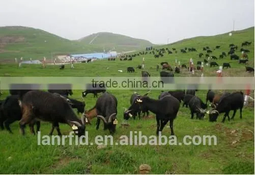 RFID Ear Tag for Animal Traceability photo-2