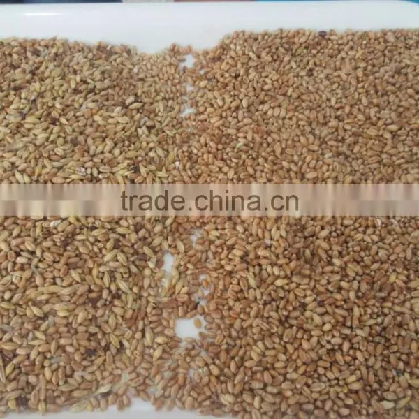 ZRWS High Quality Xinjiang Wheat Color Sorter With Competitive Price photo-2