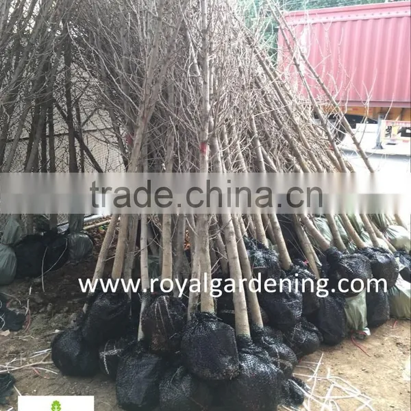 Ginkgo Biloba ( Deciduous Tree) for Cold Climate Landscaping Wholesale Export photo-4