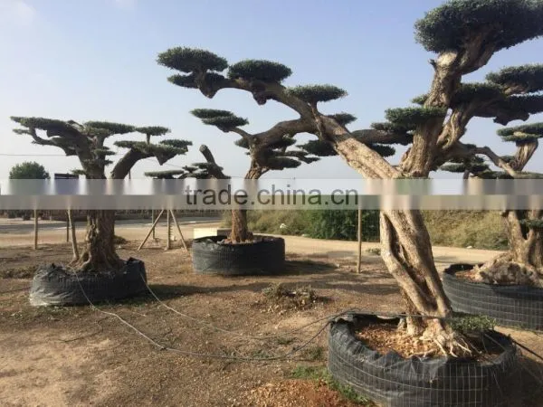 Pompon Olive Tree - Olea Europaea Pom Pon Centenary photo-5