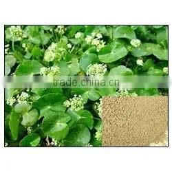 Centella Asiatica Extract photo-3