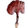 Reishi Mushroom Extract