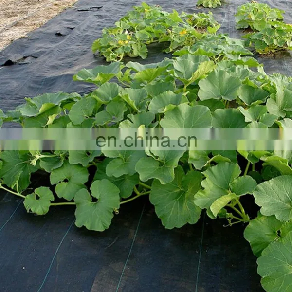 Black Color Weed Mat Woven Greenhouse Ground Cover photo-4