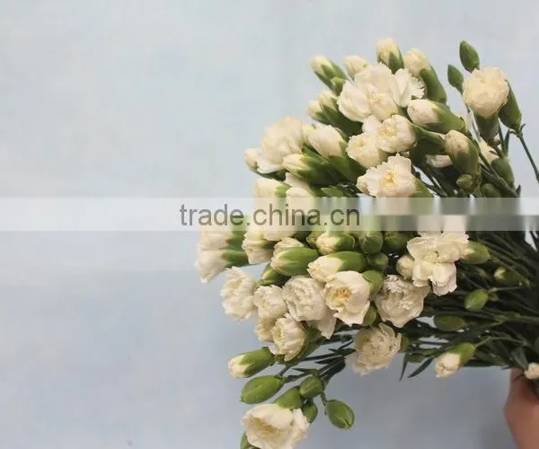 Fresh New Coming Flower Carnation and Rose for Wedding Decoration photo-3