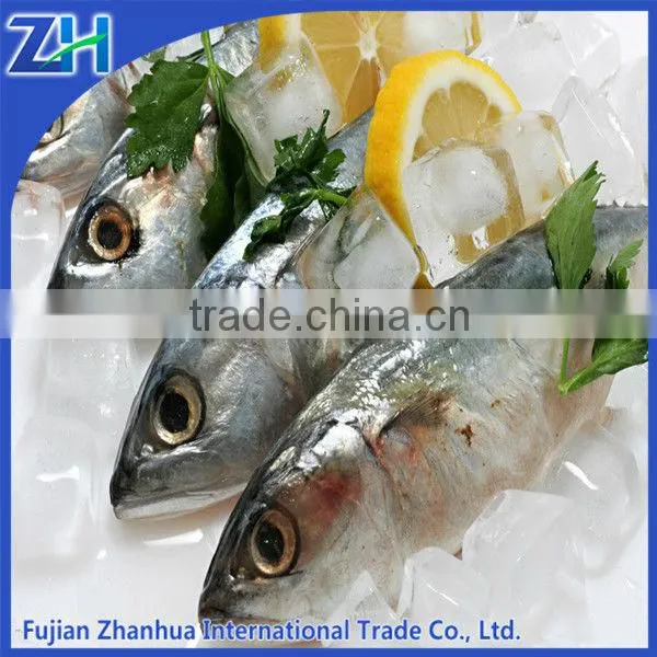 Frozen Sardine for Bait Frozen Sardine Fish Price