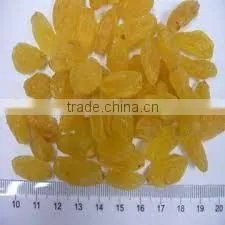 We Are Supply Dried Golden Raisin, High Quality Dried Raisin for Sale photo-3