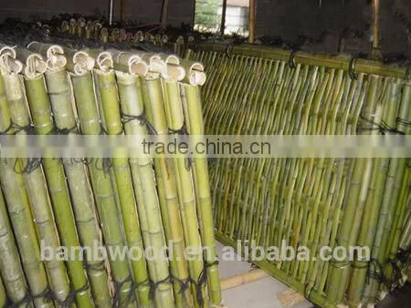 Colored Bamboo Fence photo-5