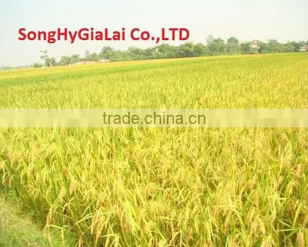 Vietnam Long Grain Rice 5% Broken photo-3