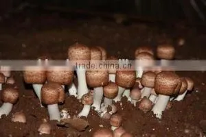 GMP Kosher Natural Agaricus Blazei Extract Polysaccharide photo-2