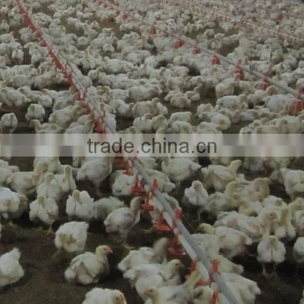 Auto Controlled Chicken Breeding Machine Poultry Breeding Equipment photo-3