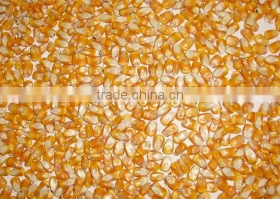 Easy To Operate Herb Grinder/smash Machine/ Crusher/shatter Manufacturer China photo-4