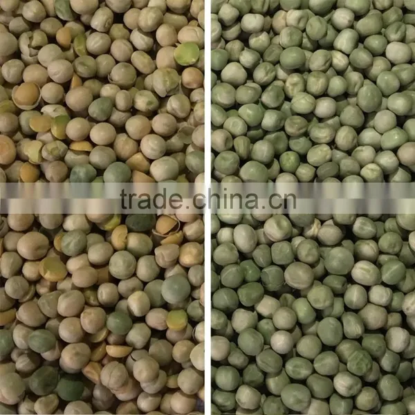 China Manufacturer Multifunctional Bean Sorteing Machine,Belt Type Bean Color Sorter VV photo-3