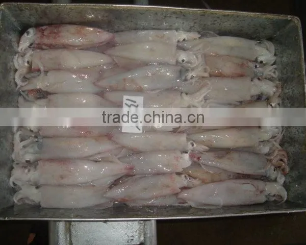 Frozen Squid(loligo Squid,frozen Fish)