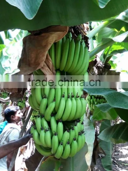 FRESH BANANA photo-2