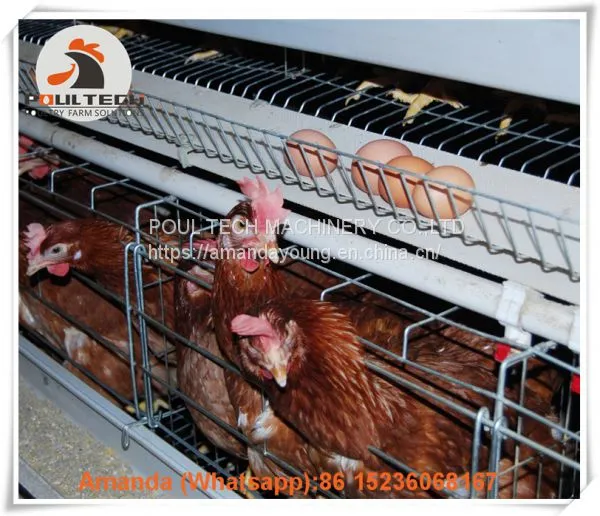 Chicken Farm Automatic Egg Hen Chicken Cage & Layer Cage & Hen Cage With 90-200 Birds in Chicken Shed Sale in Libya photo-2