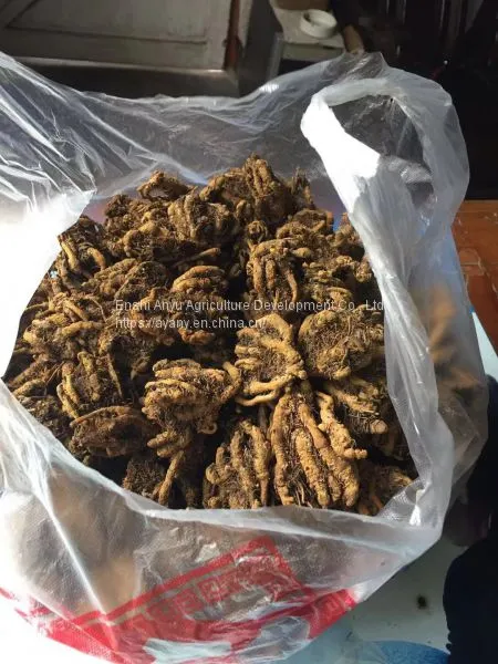 Supply Chinese Herbal Medicine Rhizoma Coptidis and Chicken Feet With Rhizoma Coptidis. photo-3