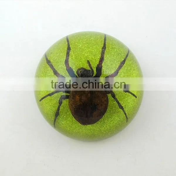 2016 Latest Design Meaningful Paperweight for Promotion Gift With Real Insect photo-5